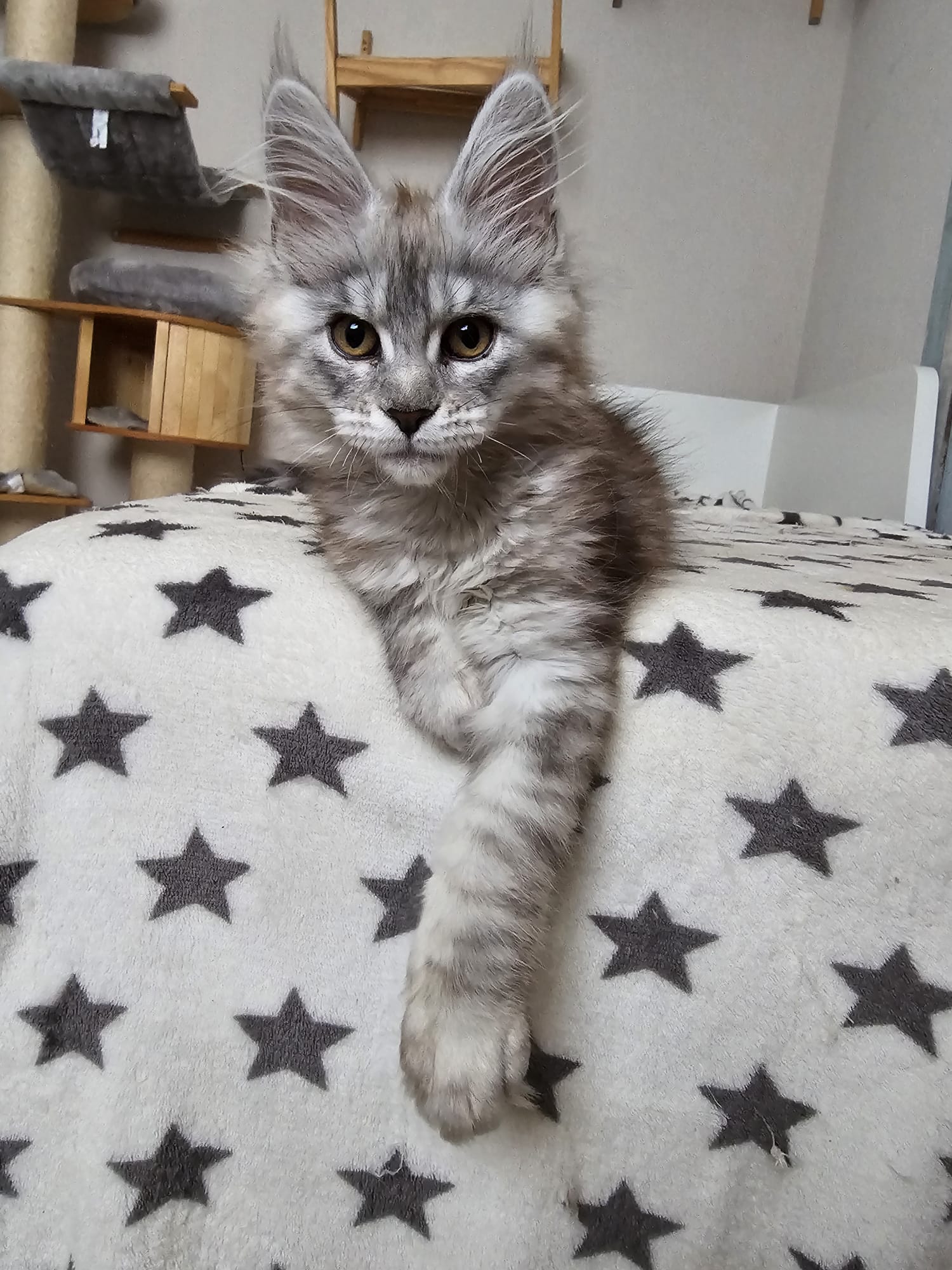 Anaya4